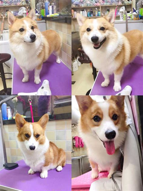 The highest cryptocurrency global market cap was estimated at $800 billion, in january. Top 5 Most Popular Dog Breeds in China | That's Mandarin Blog