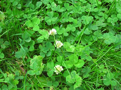 White Clover Seed Grazing Blend Planting Ideas