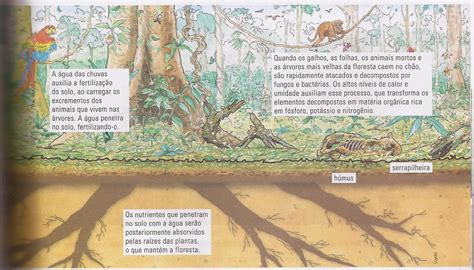 Como é O Solo Da Amazônia
