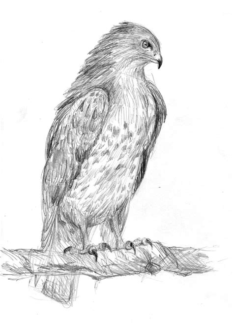 Buzzard Sketch At Explore Collection Of Buzzard Sketch