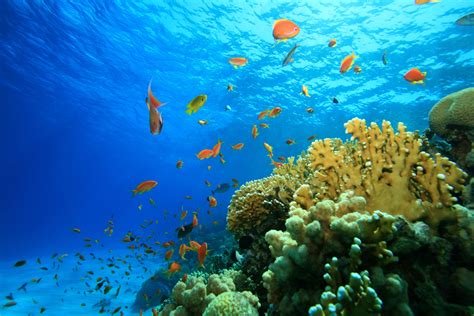 52 Best Free Coral Reef Uhd 4k Wallpapers Wallpaperac