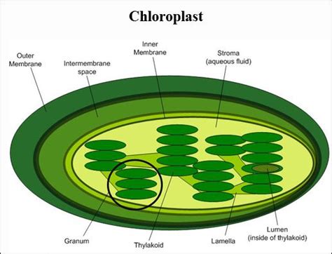 Apart from these organelles, the animal cell contains lysosomes and centrosomes. chloroplast | Photosynthesis, Organelles, Biology