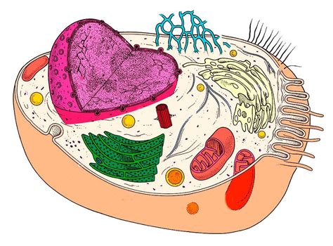 Animal cell plasma membrane transport. Animal-Cell Diagram | Cell diagram, Animal cell, Plasma ...