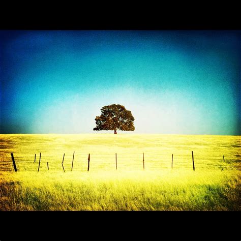 Check spelling or type a new query. The tree that stands alone. | Tree, Standing alone, Beauty