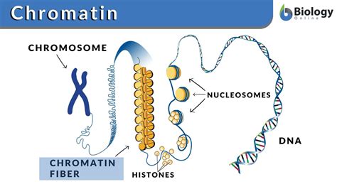 chromatin in a cell model