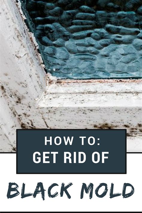 Black widows loves dim, confined zones; How To: Remove Black Mold | Remove black mold, Mold in ...