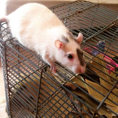 Some programs prefer to use donors who have already given birth or successfully donated eggs. Rizzo Rat Rescue In Southern California | Kings River Life ...