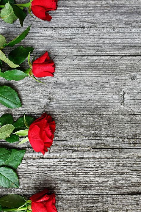 Red Red Rose Love Romantic Roses Nature Romance Beauty