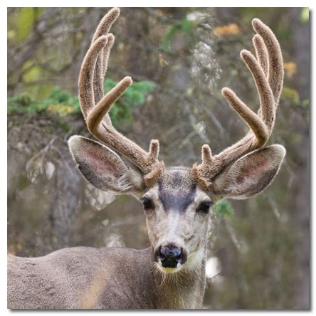 Carcinogenic substances like xylazine have been found in deer antler product, and the tranquilizers and anesthetics used to remove the horn often make their. Deer Antler Velvet Facts and Information