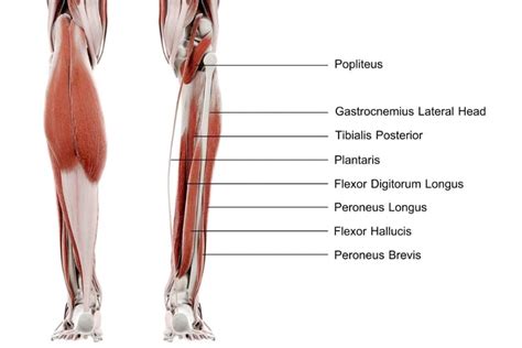 Muscles Of The Lower Limb Mblex Guide