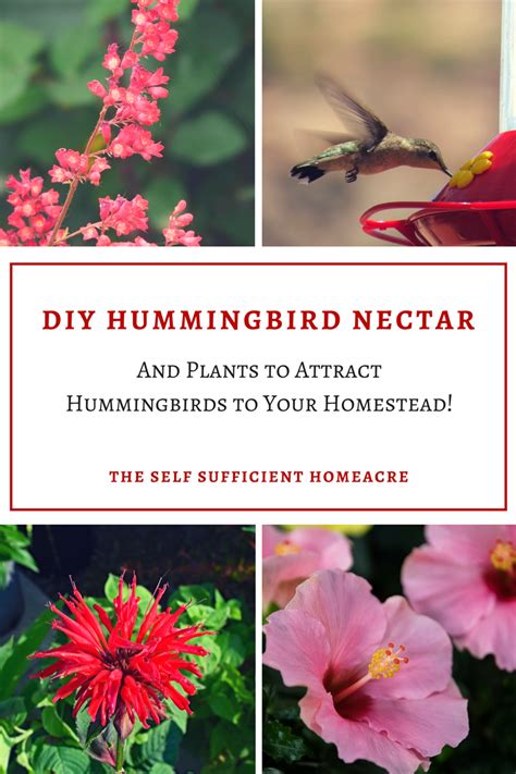 Diy Hummingbird Nectar The Self Sufficient Homeacre