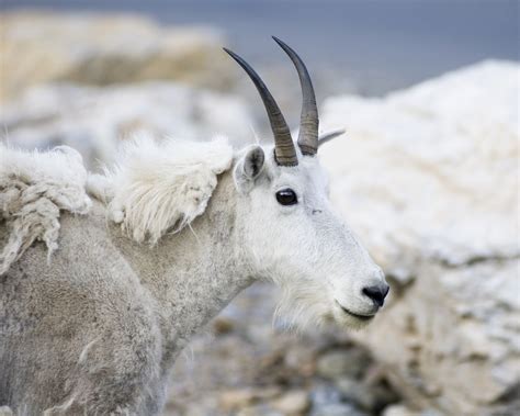 What Is Molting What Animals Molt When Jakes Nature Blog