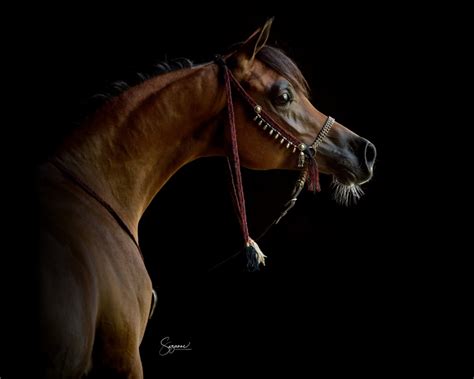 Situated in seri kembangan, galleria equine park features accommodation with free wifi, air conditioning, a restaurant and access to a garden with an outdoor pool. arabian horse gallery - 2 - EQUINE PHOTOGRAPHY by SUZANNE ...