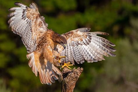 We did not find results for: File:Red-tailed hawk, falconer's bird.jpg - Wikipedia
