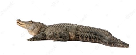 Premium Photo American Alligator Alligator Mississippiensis