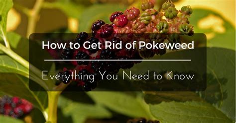 We show you some handy hints for keeping your garden free of pokeweed the easy way. Everything You Need to Know About How to Get Rid of ...