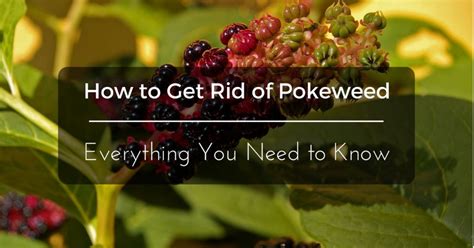 And what should we know about pokeweed? How To Get Rid Of Pokeweed Safely | Remove It For Good