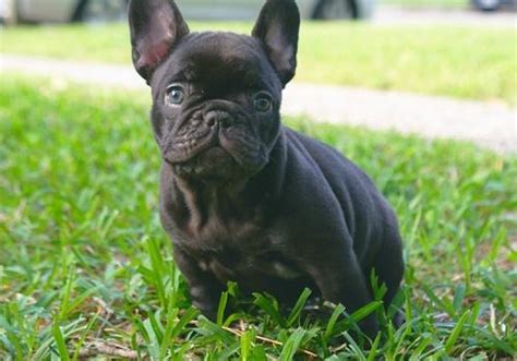 Here's how the adoption process works: French Bulldog Puppy for Sale - Adoption, Rescue for Sale ...