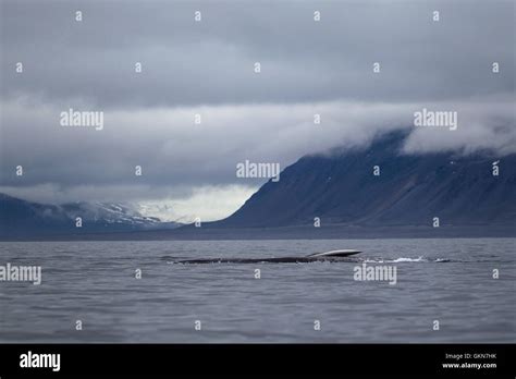 Blue Whales In The Waters Of Svalbard Arctic Norway Stock Photo Alamy
