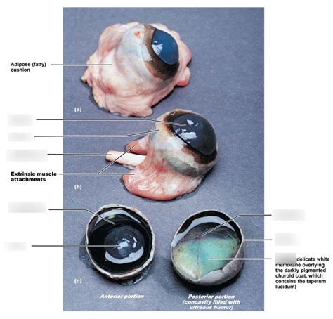 Anatomy Cow Eye Diagram Quizlet