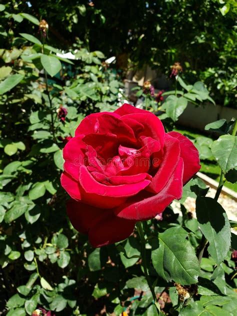 Big Red Rose In A Garden Stock Photo Image Of Growing 187331488