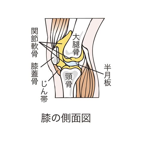 半月板損傷