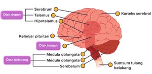 Gambarkan Struktur Otak Manusia Dan Nama Bagian Ba