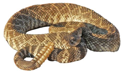 Rattlesnake Png Png All Png All