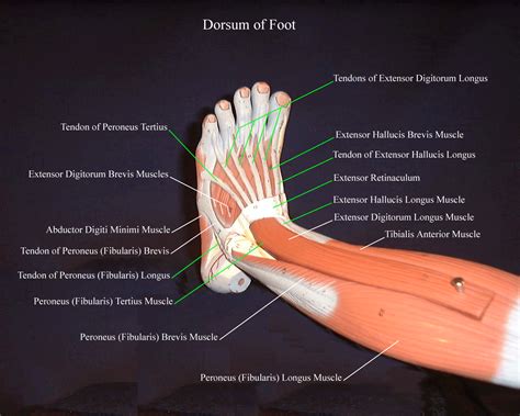 The 19 Muscles Of The Foot The Muscles Of The Foot Stock Image