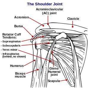 Diagram Of The Human Shoulder Joint Shoulder Joint Anatomy Shoulder