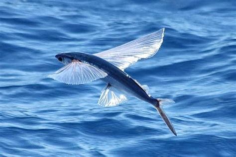 Knowing Flying Fish Habitat Fish Farming Saltwater Fish