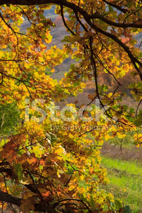 Sunny Autumn Day Stock Photo Royalty Free Freeimages