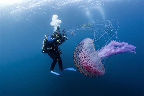 Beautiful But Dangerous Jellyfish Pictured In Scotland Aol Uk Travel