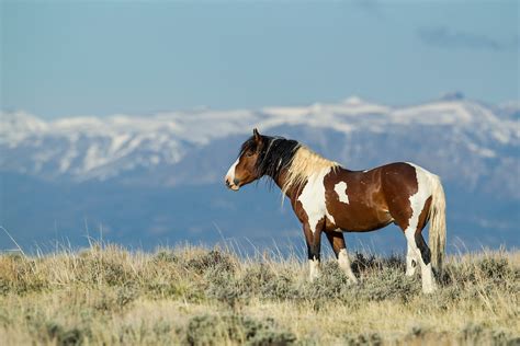Wyoming Wild Mustang Yellowstone Nature Photography By D Robert Franz