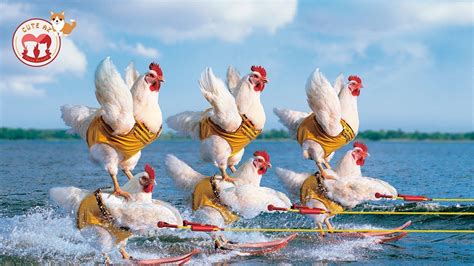 If you found this video funny, please subscribe. Chickens Wearing Pants - Funny Chickens You Will Die ...