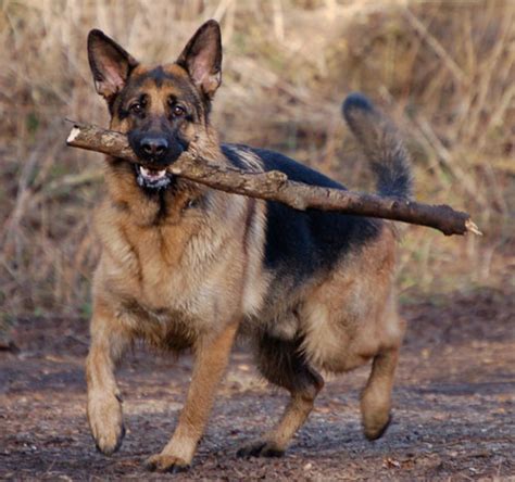 Donate to help us reach our fundraising goal and support lifesaving programs for homeless pets around the country More German Shepherd Puppies and Dogs that have found new ...