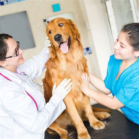 Veterinary assistants tasks are the following: Veterinary Care Assistant Course | Online Diploma