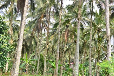 Rm2.59 billion 2018, emission of pollutants to the atmosphere from motor vehicles: Coconut Industry In Malaysia 2016 - Major Coconut ...