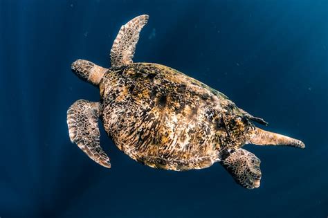 Premium Photo Turtle Swim In Blue Sea