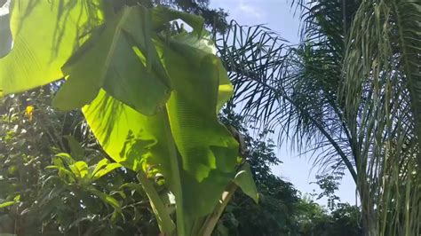 Fruiting Bananas In Cold Area Visalia Fresno Zone 9b Youtube
