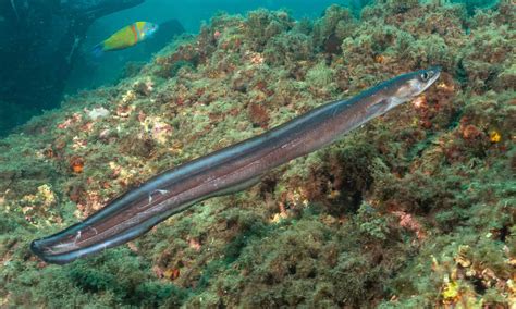 Conger Eel Fish Facts A Z Animals