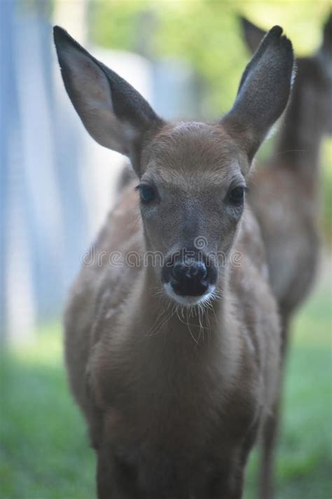 Cute White Tailed Deer Looking At The Camera Stock Image Image Of