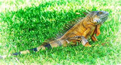 Shedding Iguana Photograph By Dieter Lesche Fine Art America