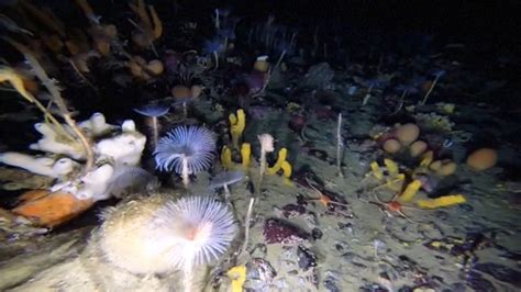 Watch Robot Offers A Very Colourful Glimpse Beneath Antarcticas Sea