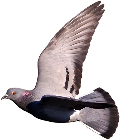 Flying Pigeon Png
