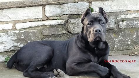 This beautiful cane corso puppy has a very good personality. Pin by San Rocco Cane Corso on Black Cane Corsos | Cane ...