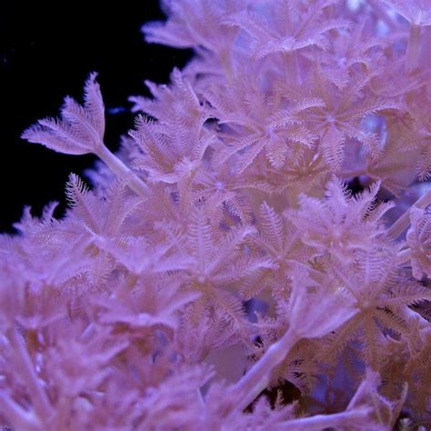 Red Sea Pulsing Xenia | Soft corals, Corals for sale, Red sea