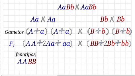Problemas De Genética Cruce Dihibrido Doble Heterocigoto Posición Y