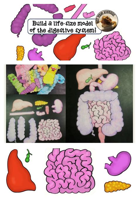 Life Size Digestive System Model Printable For Review Or Projects