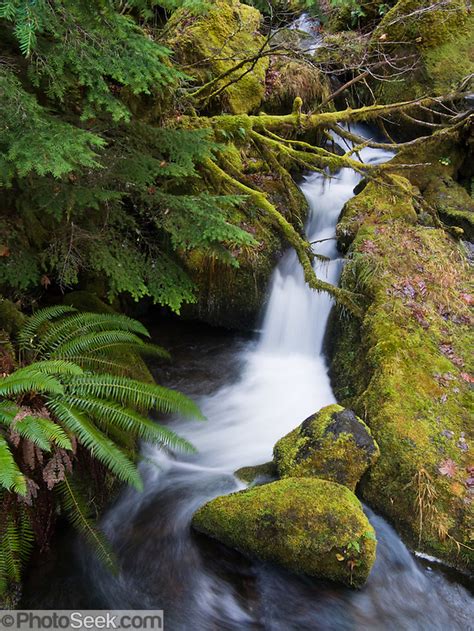 Watson Creek Umpqua National Forest Douglas County Oregon Usa